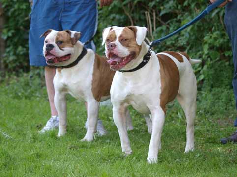 amerikaanse bulldog